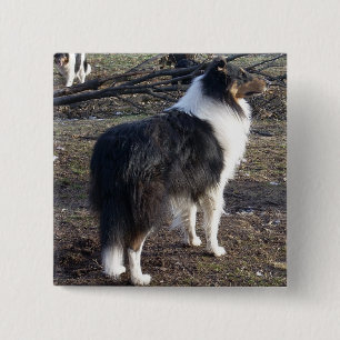 Tri-color Rough Collie Button