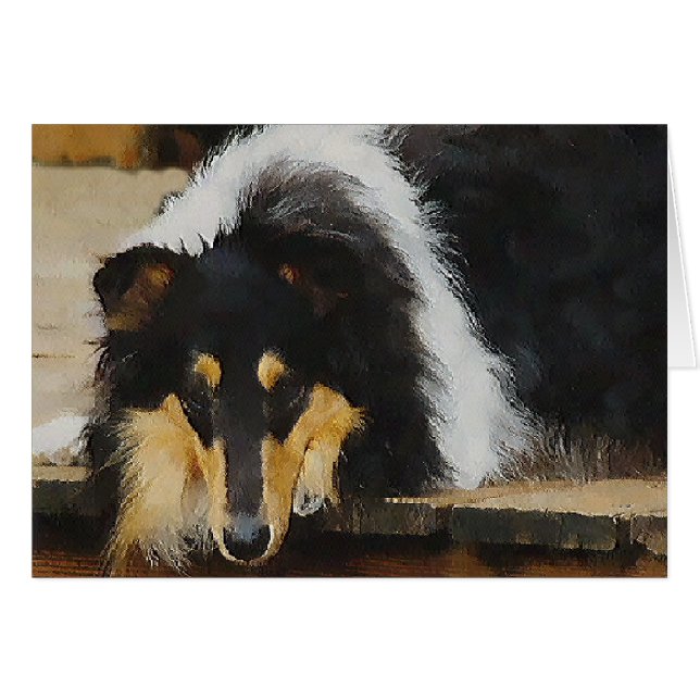 Tri-Color Rough Collie Geschenke (Vorderseite (Horizontal))