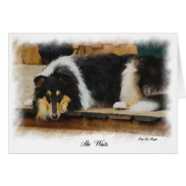 Tri-Color Rough Collie Geschenke (Vorderseite (Horizontal))
