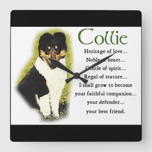 Tri Color Rough Collie Puppy Quadratische Wanduhr
