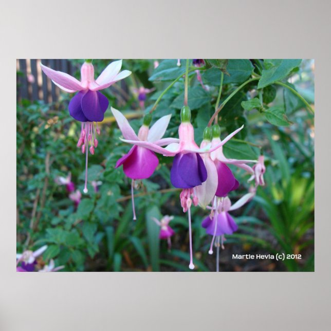 Tri-Colored Bells Poster (Vorne)