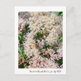 Tri-Colored Bumble Bee on Joe-Pye-Weed Postcard Postkarte
