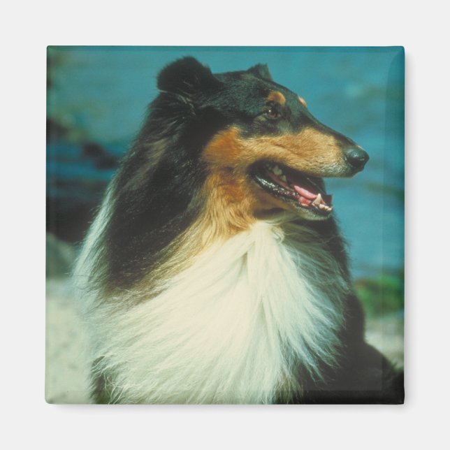Tri-Colored Collie Rough Coat Magnet (Vorne)