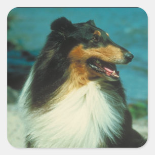 Tri-Colored Collie Rough Coat Quadratischer Aufkleber