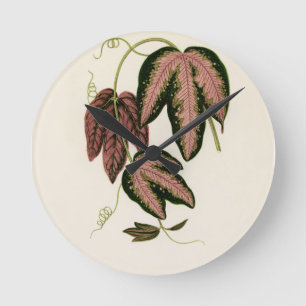 Tri-colored Passion Vine (Passiflora Trifasciata)  Runde Wanduhr