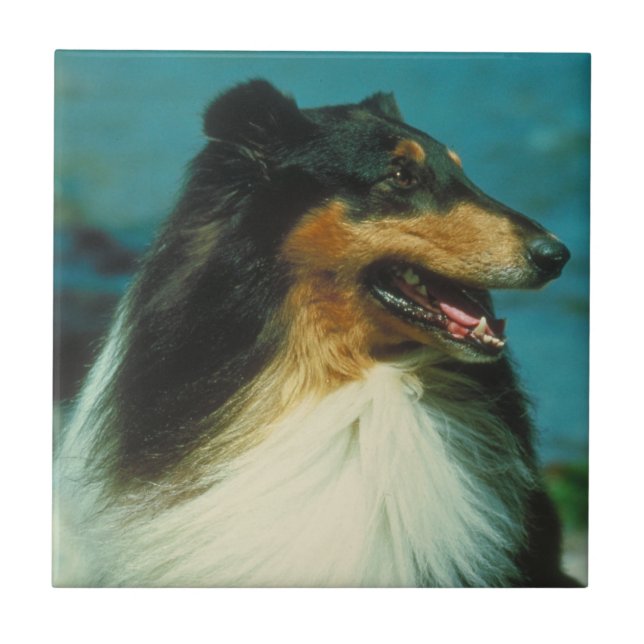 Tri Farbige Collie-Fliese Fliese (Vorderseite)