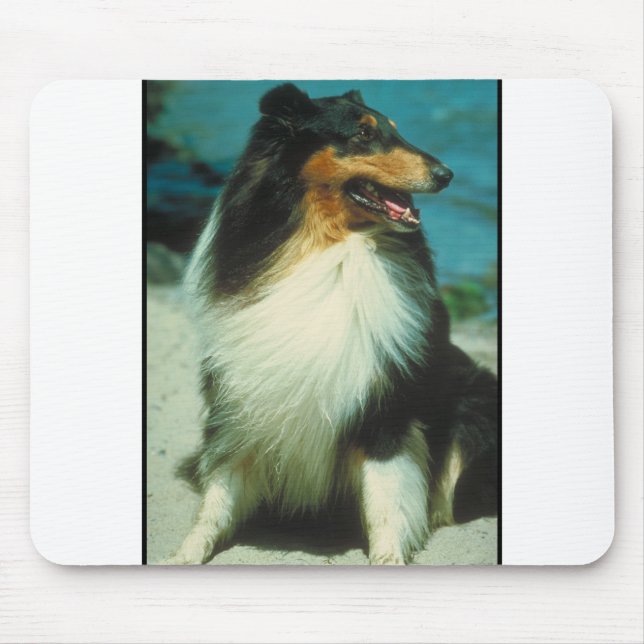 Tri Farbiger Collie-rauer Mantel Mousepad (Vorne)
