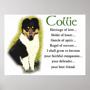 Tri Farbraue Collie-Geschenke Poster