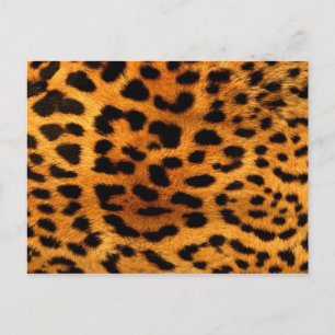 Tribal fashionista safari Animal Leopard Druck Postkarte