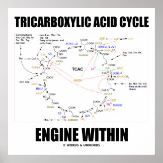 Tricarbonsäurezyklus-Motor innerhalb des Krebs-Zyk Poster