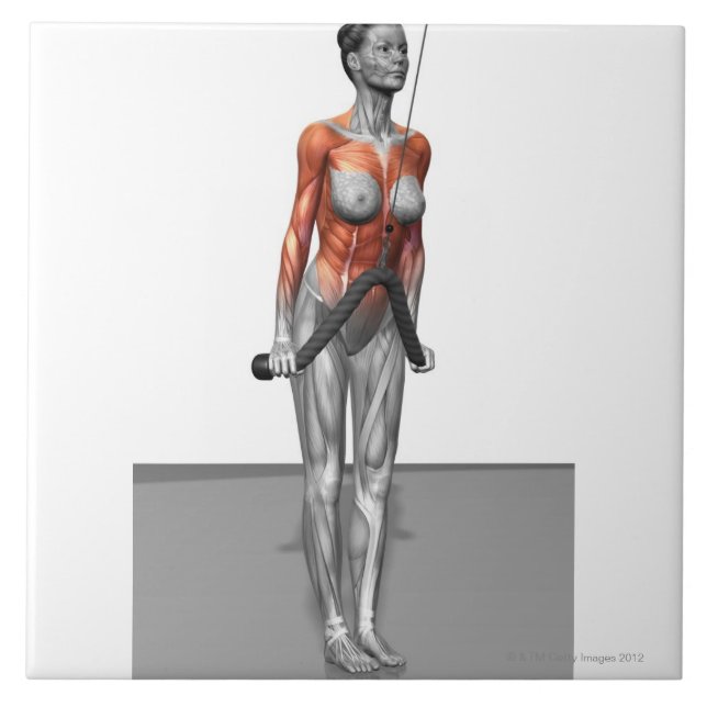 Triceps drücken Abstiege Fliese (Vorderseite)