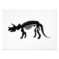 Triceratops skelett
