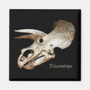 Triceratops Skull Magnet
