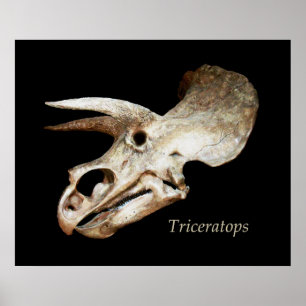 Triceratops Skull Poster