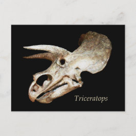 Tricerops Skull Postcard Postkarte