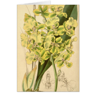 Trichocentrum bicallosum (als Oncidium bicallosum)