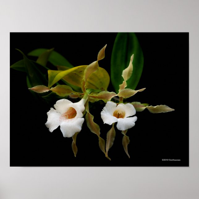 Trichopilia Tortilis Poster (Vorne)