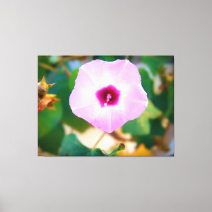 Trichterwinde in Rosa Leinwanddruck