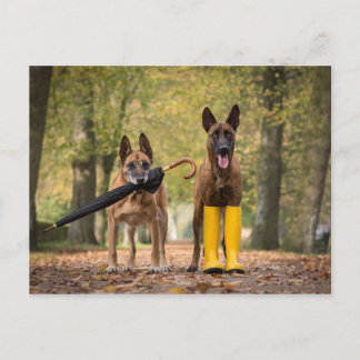 Trickhunde II Postkarte