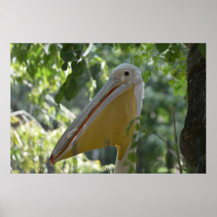 Tricky Pelican Bird-Versteck Poster