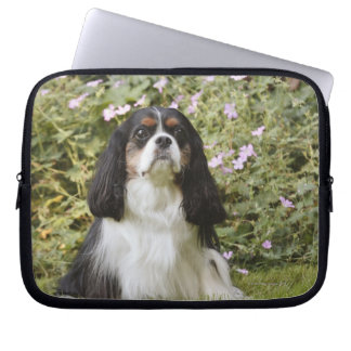 Tricolor Cavalier King Charles Spaniel auf Gras Laptopschutzhülle