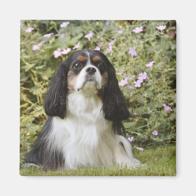 Tricolor Cavalier King Charles Spaniel auf Gras Magnet (Vorne)