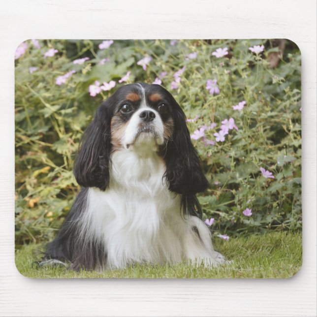 Tricolor Cavalier King Charles Spaniel auf Gras Mousepad (Vorne)