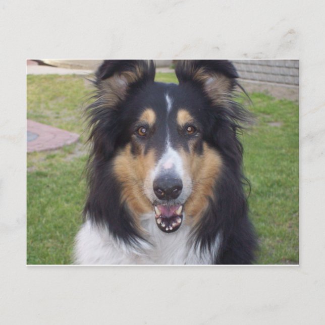 Tricolor grobe Collie Postkarte (Vorderseite)