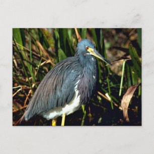 Tricolor Heron Postkarte
