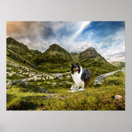Tricolor Scotch Collie mit Lamm-Herdenschaf - Poster