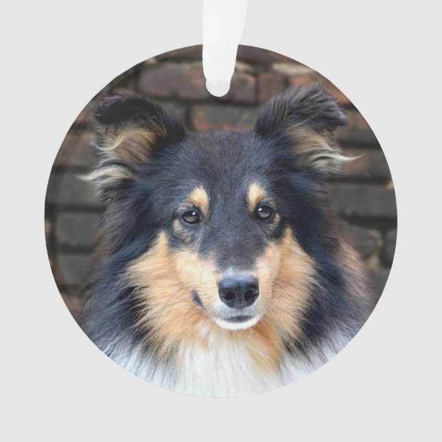 Tricolor Sheltie face Ornament (Vorderseite)