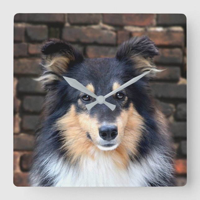 Tricolor Sheltie face Quadratische Wanduhr (Vorderseite)