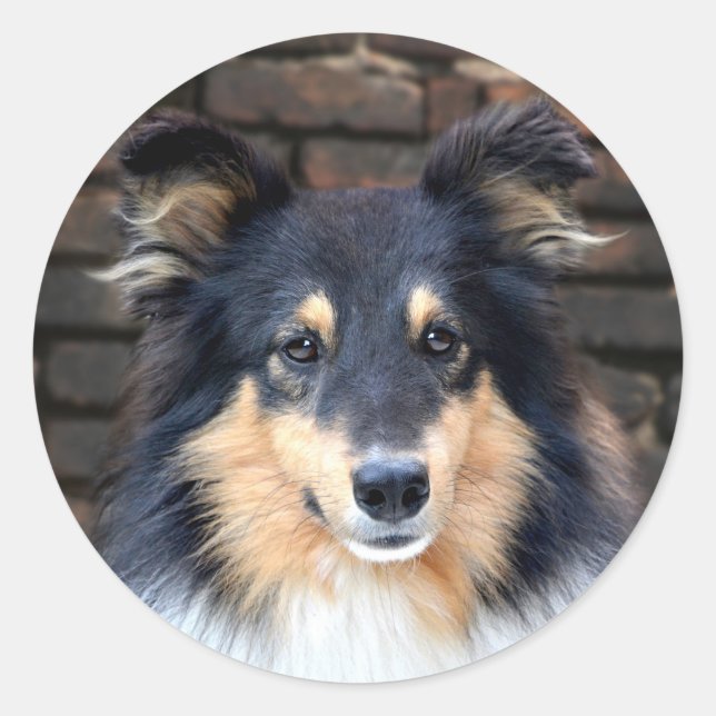 Tricolor Sheltie face Runder Aufkleber (Vorderseite)