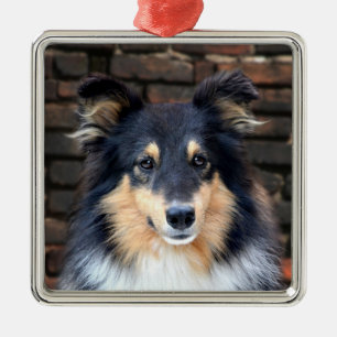 Tricolor Sheltie face Silbernes Ornament
