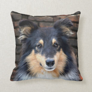 Tricolor Sheltie Kissen