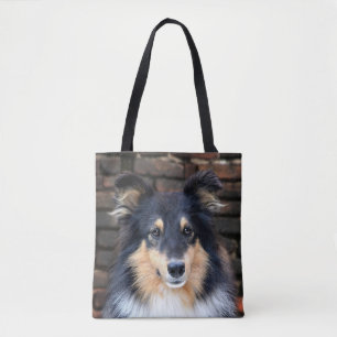Tricolor Sheltie stellen gegenüber