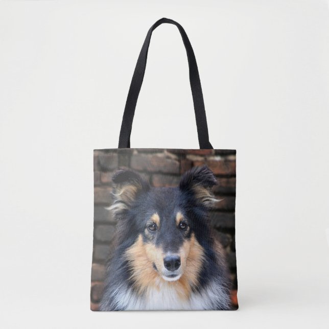 Tricolor Sheltie stellen gegenüber (Vorderseite)