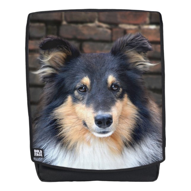 Tricolor Sheltie stellen gegenüber Rucksack (Vorderseite)