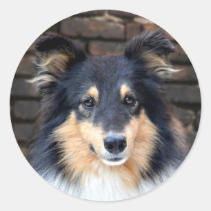 Tricolor Sheltie stellen gegenüber Runder Aufkleber