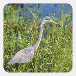 Tricolored Heron Wading In The Marsh Quadratischer Aufkleber