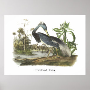 Tricolored Reiher, John Audubon Poster