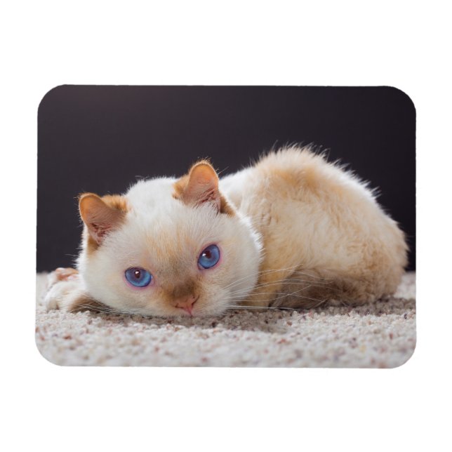 Trident der Cat Magnet (Horizontal)