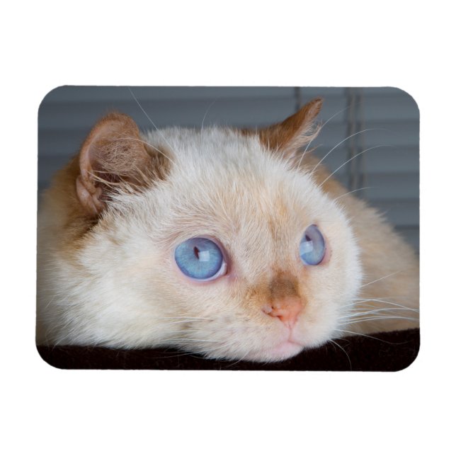 Trident the Cat Magnet 06 (Horizontal)