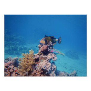 Triggerfische Erholungen auf einem Korallenblock a Poster