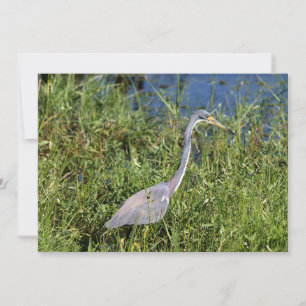 Trikolon Heron Mitteilungskarte