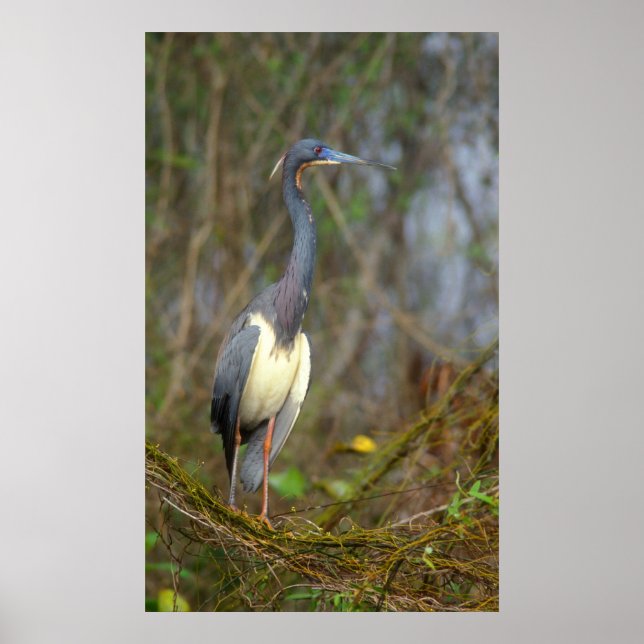 Trikolore Heron Everglades Poster (Vorne)