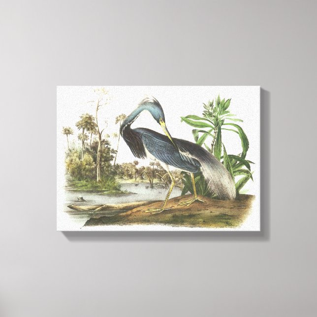 Trikolore Heron von Audubon Leinwanddruck (Vorderseite)
