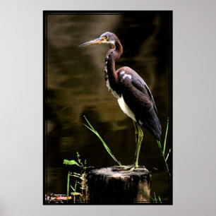 Trikoloriertes Heron Poster -40x60 - andere Größen