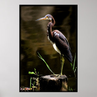 Trikoloriertes Heron Poster -40x60 -andere Größen