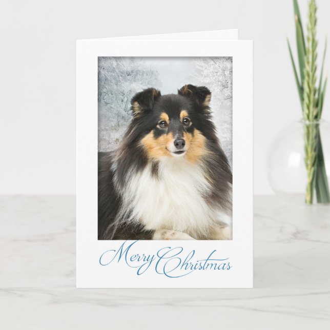 Trikolour Sheltie Weihnachtskarte Feiertagskarte (Vorderseite)